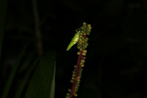 038 Tortuguero 23avril00H25