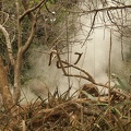 271 RinconDeLaVieja 29avril10H02