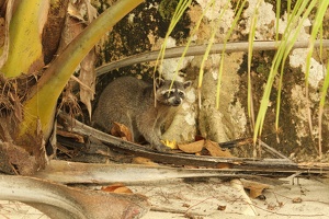 463 ManuelAntonio 03mai10H49