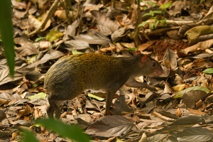 464 ManuelAntonio 03mai11H54