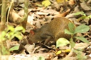 Agouti