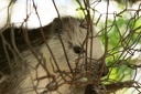 Hutia
