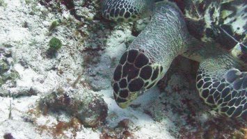 030 Mexique Cozumel 120525-12H58