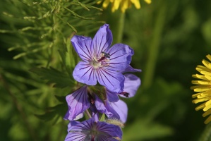 033 Fleurs 15juin16.42