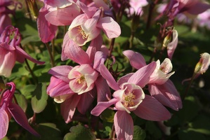 038 Fleurs 15juin18.05