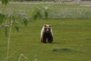 056 Ours 16juin11.54