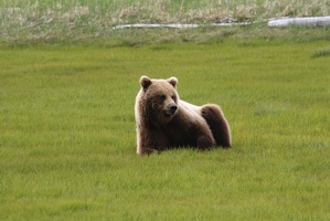 061 Ours 16juin11.55