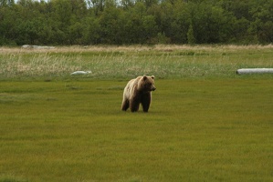 065 Ours 16juin12.00