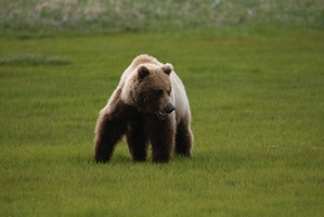 067 Ours 16juin12.01