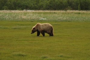 068 Ours 16juin12.01