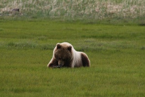 070 Ours 16juin12.03