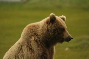085 Ours 16juin12.20