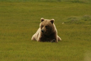 086 Ours 16juin12.21