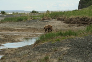 088 Ours 16juin12.29