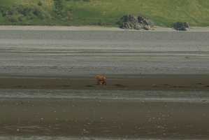 153 Renard 16juin13.12