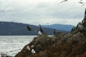 206 Cormorans 17juin13.28