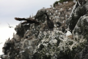 208 Cormorans 17juin13.29