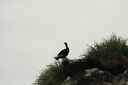 Pelagic