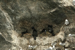 213 Cormorans 17juin13.31