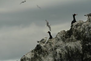 218 Cormorans 17juin13.34