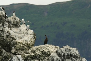 224 Cormorans 17juin13.45
