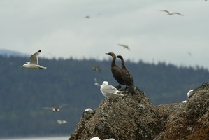 226 Cormorans 17juin13.45