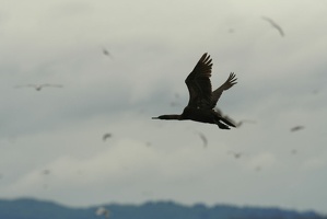 227 Cormorans 17juin13.46