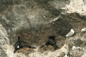 228 Cormorans 17juin13.48