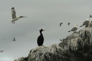 230 Cormorans 17juin13.50