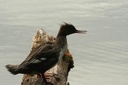 Hoopoe