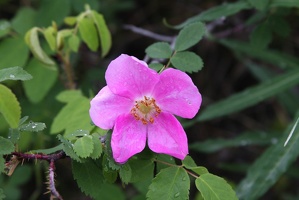 424 Fleurs 23juin14.12