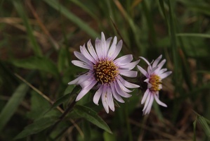 559 Fleurs 26juin10.49