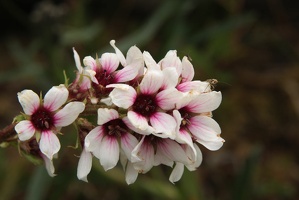613 Fleurs 28juin15.09