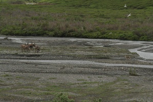 618 Caribous 28juin16.37
