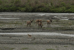 621 Caribous 28juin16.38