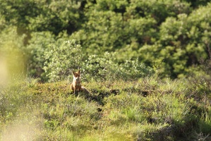 644 Renard 30juin08.02