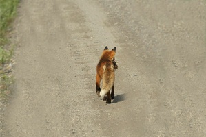 661 Renard 30juin10.45