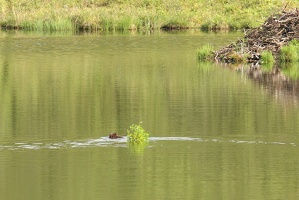 663 Castor 30juin10.48