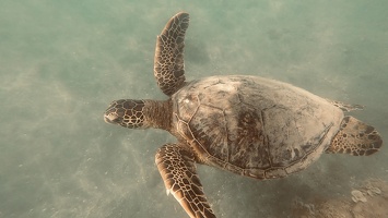 207 Maui 07.10.22 03.21