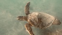 Tortue marine