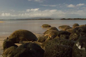 223 Maui 07.10.22 20.06