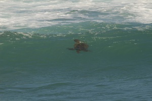 238 Maui 08.10.22 10.43