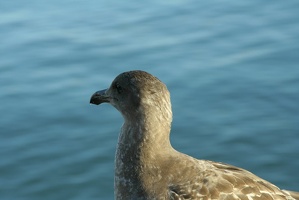 23 Monterey 090915 07.50