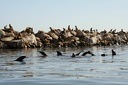 Monterey
