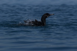 007 Monterey 11juin15 15H18