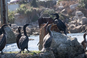 049 Monterey 11juin15 16H04