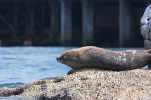 057 Monterey 11juin15 16H25