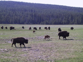 020-Yellowstone