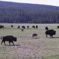 020-Yellowstone