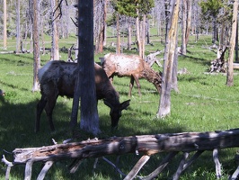 033-Yellowstone